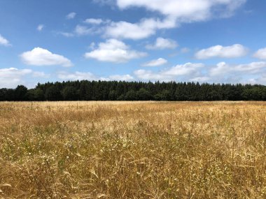 Friesland 'daki Langedijke çevresindeki tahıl tarlası Hollanda