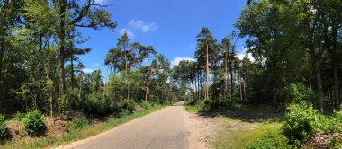 Hollanda, Friesland, Appelscha 'daki Drents-Friese Wold' dan geçen bir yol.