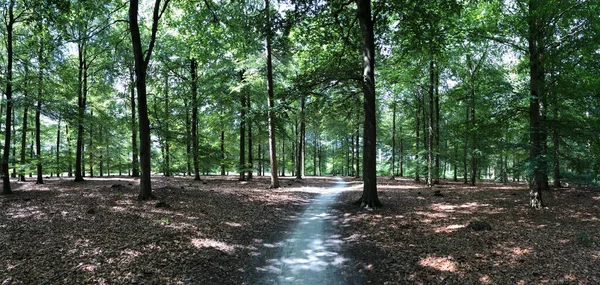 Panorama Depuis Sentier Travers Forêt Drents Friese Wold Appelscha Frise — Photo