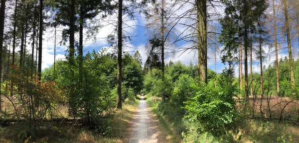 Panorama Caminho Através Floresta Drents Friese Wold Appelscha Frísia Países — Fotografia de Stock