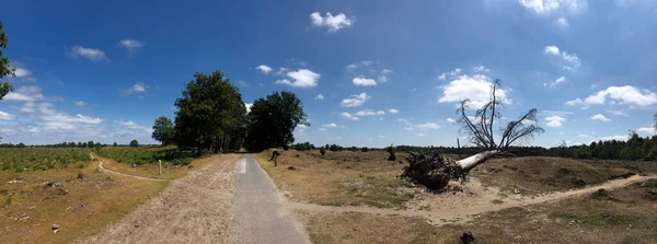 Panorama Del Drents Friese Wold Appelscha Frisia Países Bajos — Foto de Stock