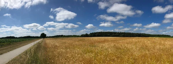 Panorama Campo Cereais Torno Langedijke Frísia Países Baixos — Fotografia de Stock