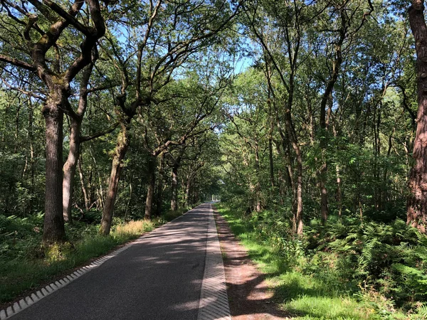 Road Ruigahuizen Friesland Netherlands — Stock Photo, Image