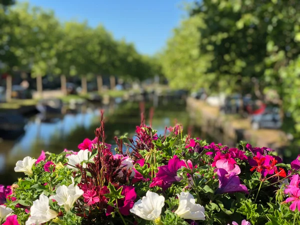 Flor Uma Ponte Sobre Canal Cidade Bolsward Frísia Países Baixos — Fotografia de Stock