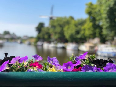 Dokkum, Friesland, Hollanda 'daki Baantjegracht köprüsünde bir çiçek.