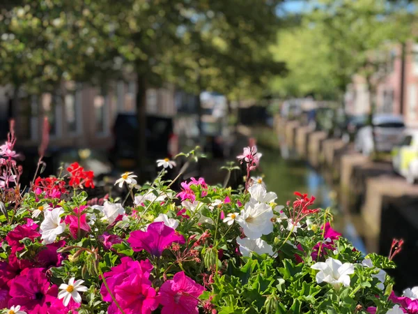 Flores Alrededor Canal Bolsward Países Bajos —  Fotos de Stock