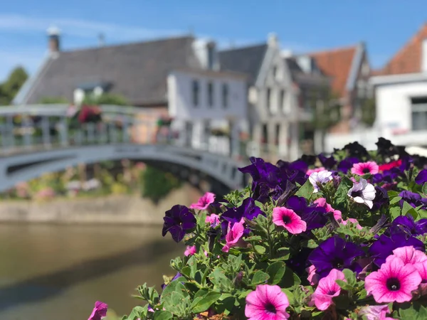 Bloemen Aan Het Kanaal Klein Diep Dokkum Friesland Nederland — Stockfoto