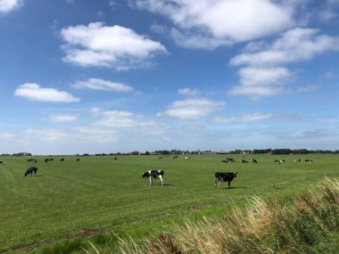 Friesland ve Hollanda 'daki Gaastmeer çevresindeki çayırlarda inekler.