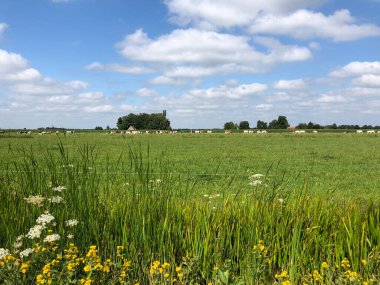 Friesland, Gorredijk yakınlarındaki inekler ve tarlalar Hollanda