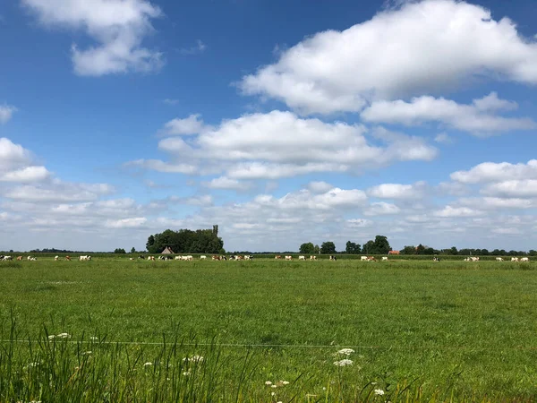 Vacas Terras Agrícolas Perto Gorredijk Frísia Países Baixos — Fotografia de Stock