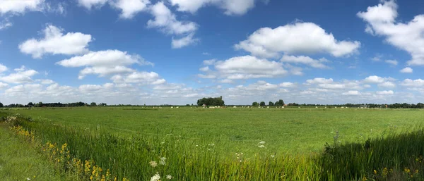 Panorama Mucche Terreni Agricoli Vicino Gorredijk Frisia Paesi Bassi — Foto Stock