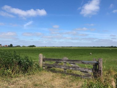 Heeg, Friesland ve Hollanda çevresindeki çayırlarda koyunlar.