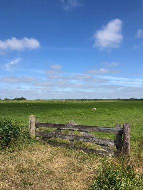 Heeg, Friesland ve Hollanda çevresindeki çayırlarda koyunlar.