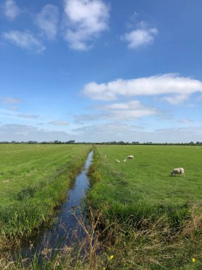 Heeg, Friesland ve Hollanda çevresindeki çayırlarda koyunlar.