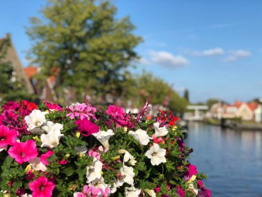 Joure, Friesland ve Hollanda 'daki bir kanalda çiçekler.