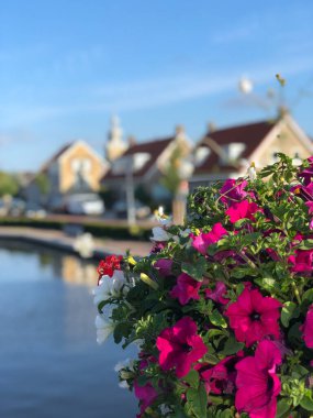 Joure, Friesland ve Hollanda 'daki bir kanalda çiçekler.