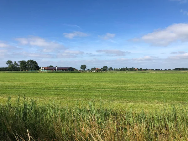 Mezőgazdasági Táj Friesland Hollandia — Stock Fotó