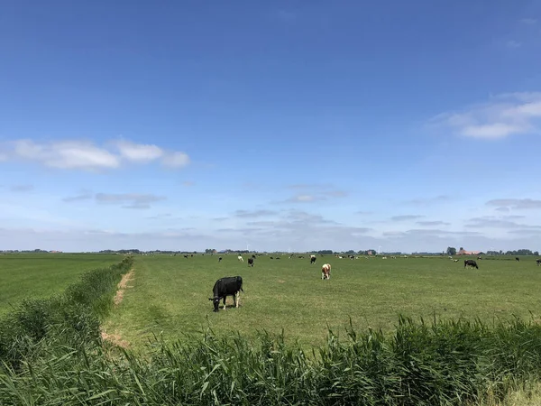 Tehenek Hollandiai Friesland Réten — Stock Fotó