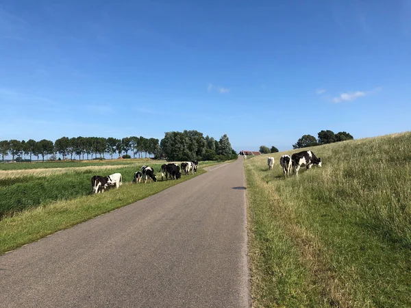 Koeien Langs Weg Een Dijk Bij Laaksum Friesland Nederland — Stockfoto