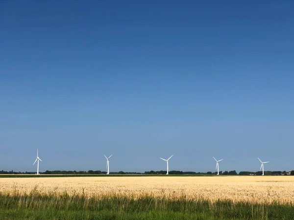 Grainfield with windmills around Menaldum in Friesland, The Netherlands