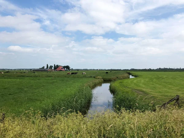 Jordbruksareal Friesland Nederland – stockfoto