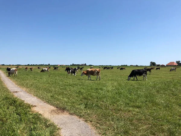 Koeien Wei Een Zomerse Dag Friesland Nederland — Stockfoto