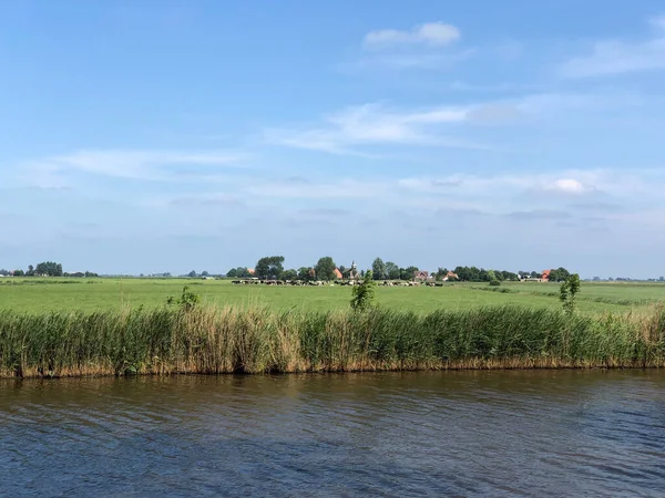 Krajobraz Krowami Wieś Hieslum Friesland Holandia — Zdjęcie stockowe