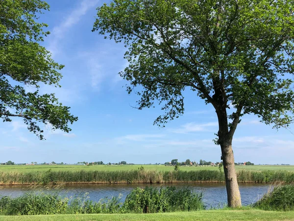 荷兰弗里斯兰的奶牛景观和Hieslum村 — 图库照片