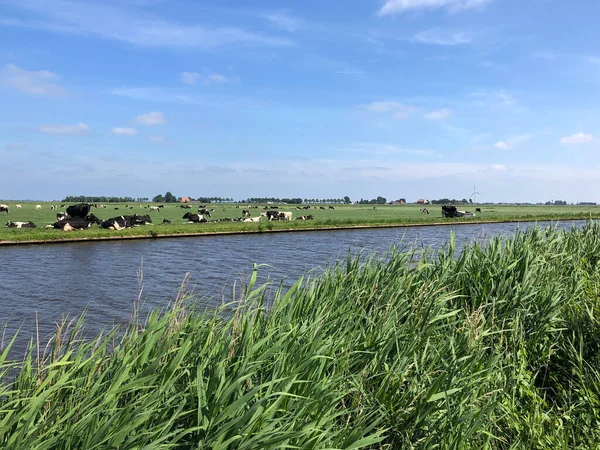 Koeien Bij Een Kanaal Rond Parrega Nederland — Stockfoto