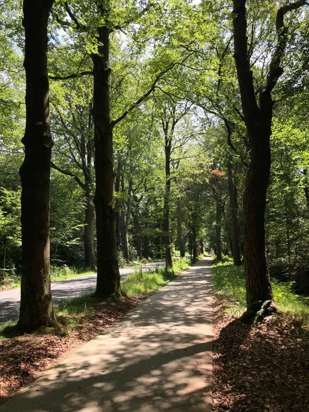 Wald Rund Sint Nicolaasga Friesland Niederlande — Stockfoto