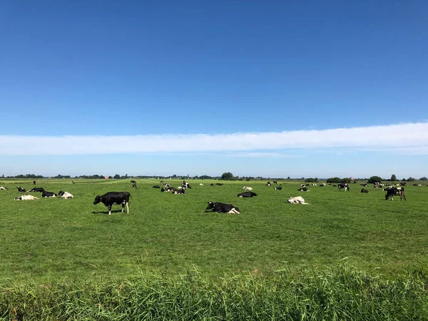 Koeien Friesland Nederland — Stockfoto