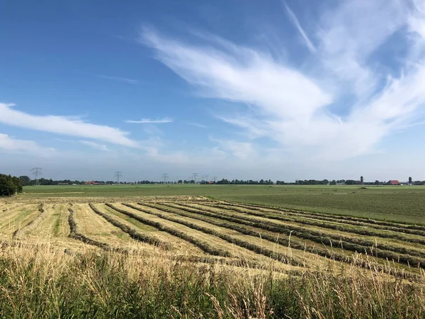 Hay Field Friesland Netherlands — Stock Photo, Image