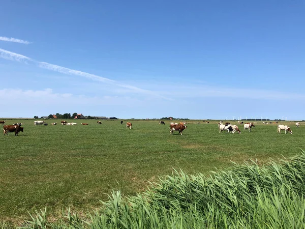 Koeien Wei Rond Witmarsum Friesland Nederland — Stockfoto