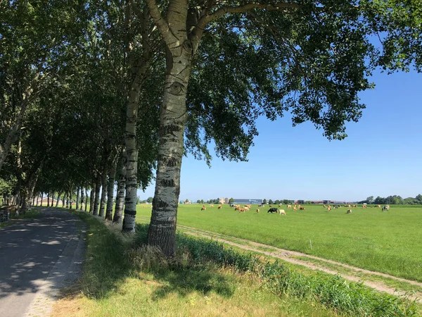 Kühe Auf Der Weide Rund Witmarsum Friesland Niederlande — Stockfoto