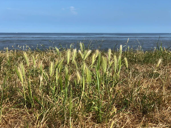 Gras Een Dijk Met Waddenzee Achtergrond Bij Friesland Nederland — Stockfoto
