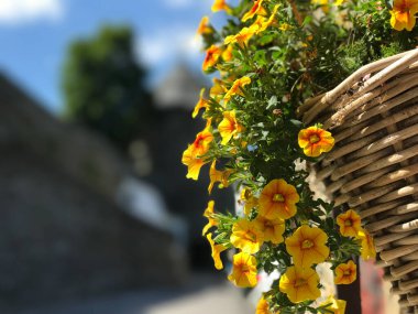 Monschau Almanya 'sında çiçekler 