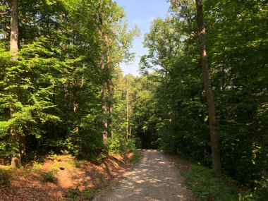Bamberg Almanya 'sında Altenburg Kalesi çevresindeki orman