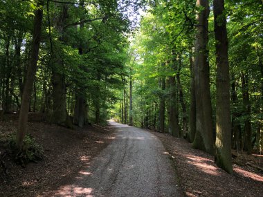 Bamberg Almanya 'sındaki Altenburg Kalesi' nin etrafındaki ormandan geçen yol.