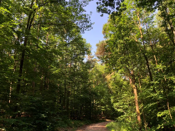 Forêt Autour Château Altenburg Bamberg Allemagne — Photo