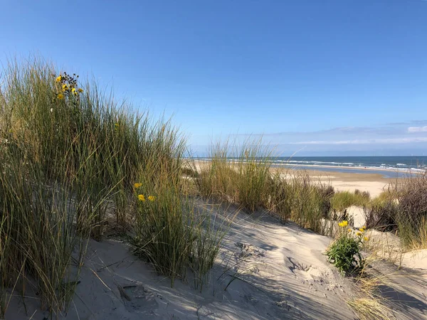 Wydmy Plaża Wyspie Borkum Niemczech — Zdjęcie stockowe