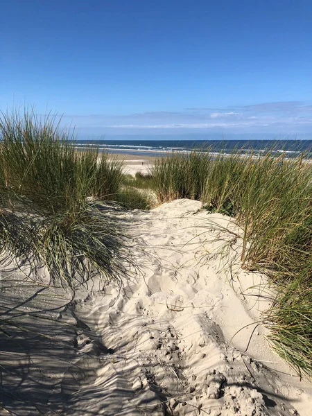 Zandduinen Het Strand Het Eiland Borkum Duitsland — Stockfoto
