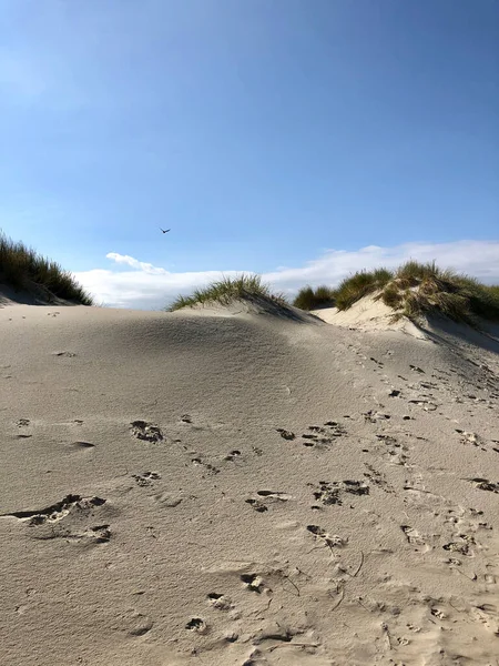 Písečné Duny Ostrově Borkum Německu — Stock fotografie
