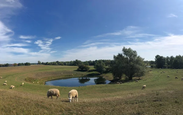 Droste Woy Westerheide Koyunlar Almanya Bir Doğa Koruma Alanı — Stok fotoğraf
