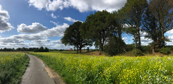 Almanya Munsterland Sarı Bir Çiçek Tarlasından Geçen Yol — Stok fotoğraf