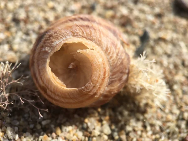 Broken Shell Beach Greece — Stock Photo, Image