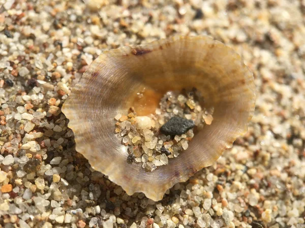 Sand Shell Beach — Stock Photo, Image