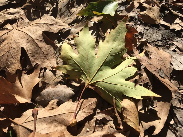 Зеленый Лист Коричневых Листьях Осенью Греции — стоковое фото