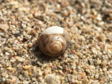 Yunanistan sahilinde boş salyangoz evi
