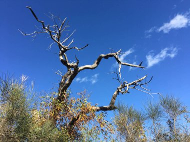 Lampinou Yunanistan çevresindeki ormandaki ölüm ağacı