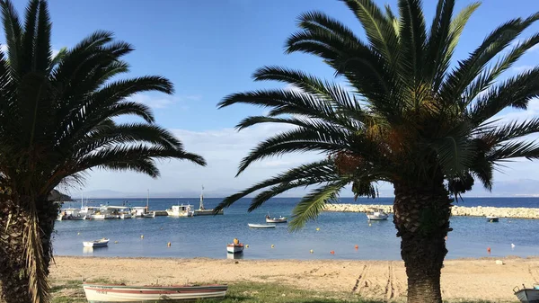 Nea Fokea Yunanistan Limanı Önündeki Palmiye Ağaçları — Stok fotoğraf